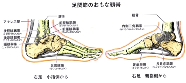 足の構造